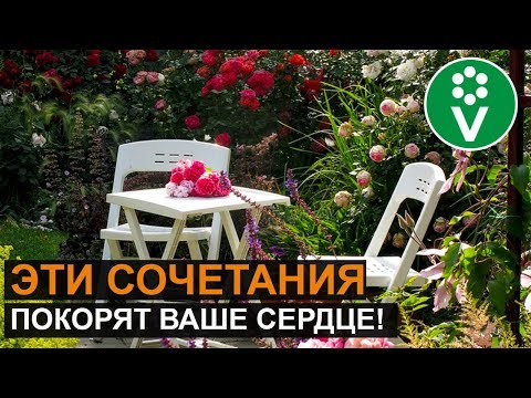 Видео: ЛУЧШИЕ СОСЕДИ РОЗ. Такой розарий прекрасен круглый год!