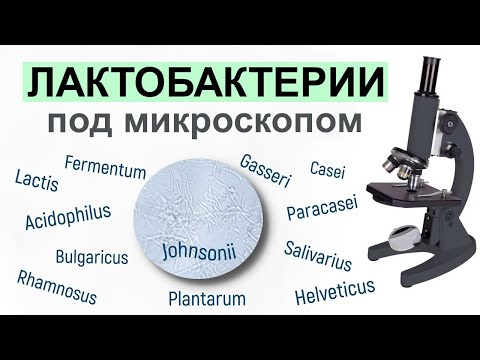 Видео: 12 видов лактобактерий под микроскопом ! Ощутимая разница )