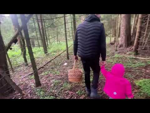 Видео: ВЛОГ| VLOG: идем в лес за грибами