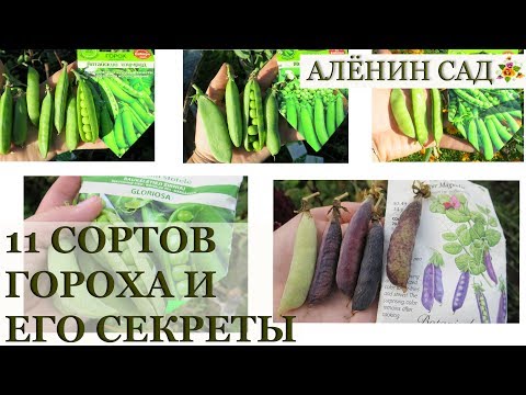 Видео: 11 сортов гороха ВЫБИРАЕМ лучшие! Секреты выращивания гороха