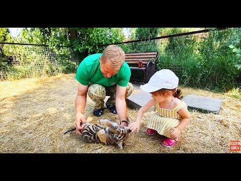 Видео: Ангелина помогает Человеку-льву ГЛАДИТЬ ТИГРЁНКА!