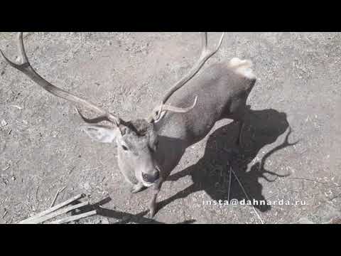 Видео: Бухарский олень -Хангул в заповеднике Ромит Таджикистан