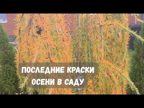 Видео: Прозрачная красота сада. Ноябрьский обзор.