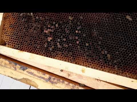 Видео: Погибли пчёлы зимой , остались в сотах - Как убрать пчёл из сот .