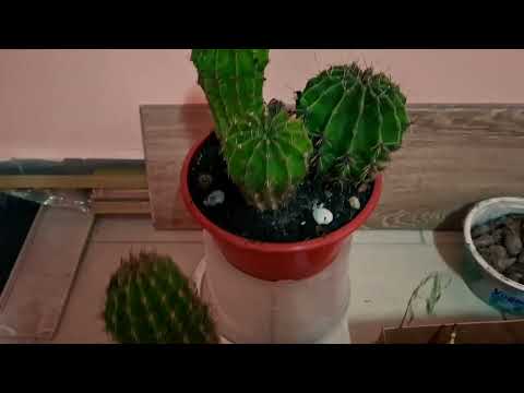 Видео: Забрала кімнатні рослини з клумби.