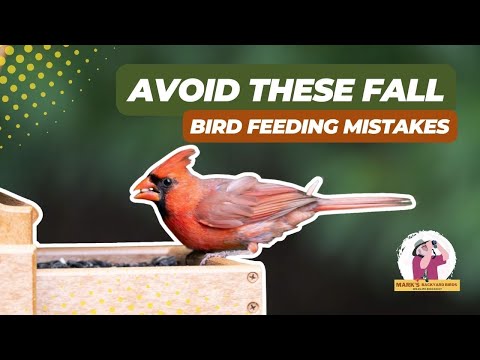 Видео: Избегайте этих распространенных ошибок при кормлении птиц этой осенью