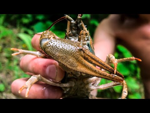 Видео: ПОДВОДНАЯ ОХОТА НА РАКОВ! Наловил и варю РАКИ в казане на костре!