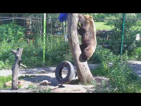 Видео: Как медведь Мансур Синявку распутывал