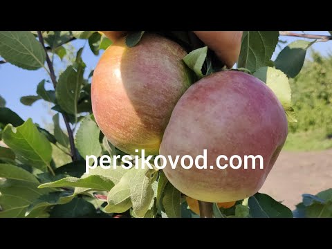 Видео: Яблоня сорт Коваленковское супер вкусное ! persikovod.com