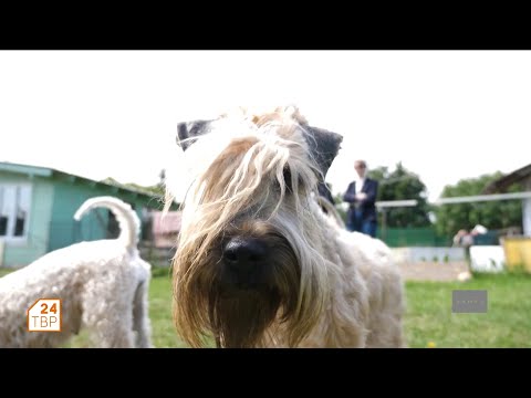 Видео: Пшеничный терьер | Элита