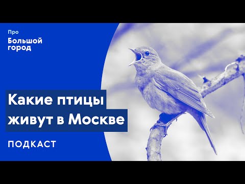 Видео: Какие птицы живут в Москве? | Подкаст «Про Большой город»