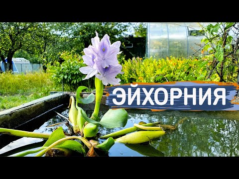 Видео: Эйхорния.  Очень красивый чистильщик воды