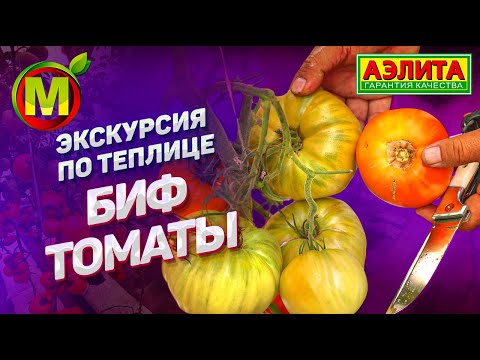 Видео: Биф томаты экскурсия по теплице