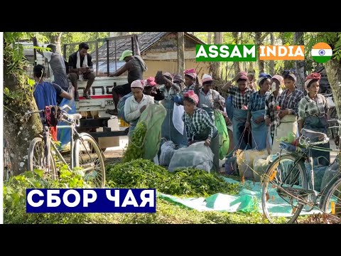 Видео: Как выращивают Чай в Индии Ассам 2025 Северо Восточная Индия