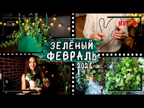 Видео: Мой [ЗЕЛЁНЫЙ ФЕВРАЛЬ] 2025⏭️Влог, фитостена, обзор магазина, новинки растений, пересадки, DIY