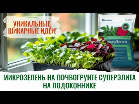 Видео: Зелень на подоконнике, под фитолампами БашИнкома. Выращивай круглый год!