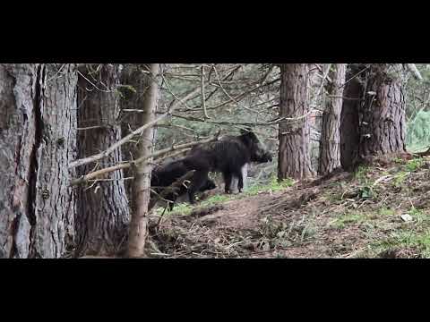 Видео: Състезание в гатер за всички породи ловни кучета за Купите и медалите на ЛРД Нова Махала.