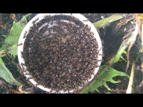 Видео: Муравьи исчезнут навсегда!Эффективное средство!