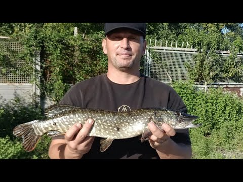 Видео: Монтаж на хищника