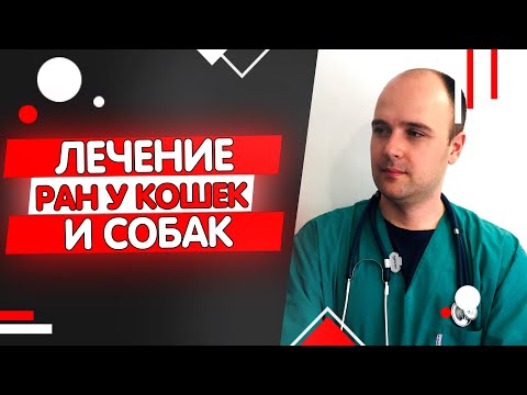 Видео: Рана у кошки или собаки. Чем обработать, как лечить самостоятельно