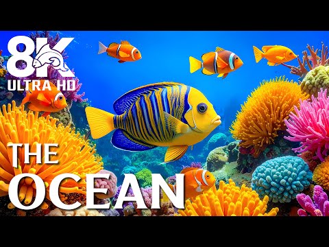 Видео: Ocean Symphony 8K (ВИДЕО UHD) — красочная морская жизнь и успокаивающая музыка для расслабления ума