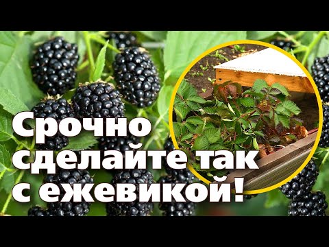 Видео: УКРЫТИЕ ЕЖЕВИКИ НА ЗИМУ. ПЕРЕЗИМУЕТ ТОЧНО!