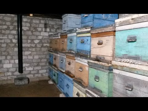 Видео: Начало зимовки/Зимовка пчел/Хорошая зимовка.