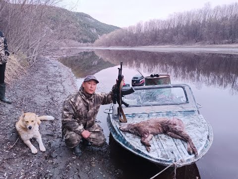 Видео: Охота на кабаргу на отстое (в гостях у пограничника Дмитрия)