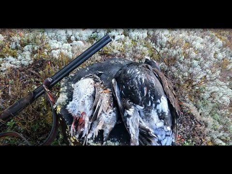 Видео: Охота на боровую дичь 10 октября 2023 г. Какой дробью стрелять глухаря.