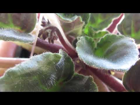 Видео: ПОЧЕМУ ФИАЛКИ НЕ ЦВЕТУТ ?   ЗАЦВЕТУТ !!!