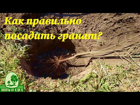 Видео: Как правильно посадить гранат
