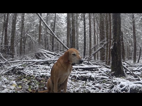 Видео: ОХОТА на ЗАЙЦА с РУССКОЙ ГОНЧЕЙ.сезон 2022-2023.