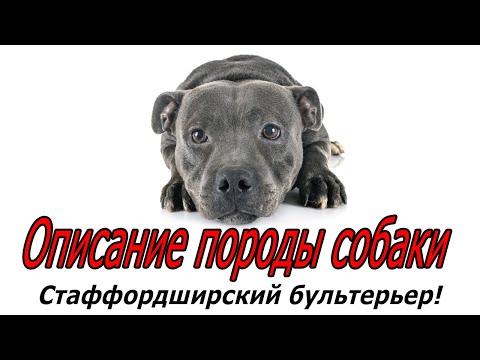 Видео: Стаффордширский бультерьер описание породы!