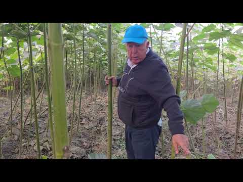 Видео: 906090770 Ака. Ниҳолҳои Павловнияҳои фурушӣ.