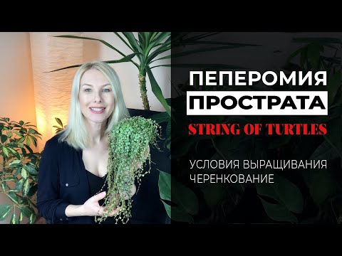 Видео: Пеперомия Прострата – String of turtles