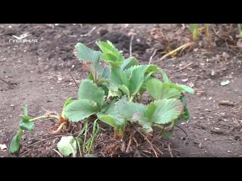 Видео: Как реанимировать старую грядку клубники?