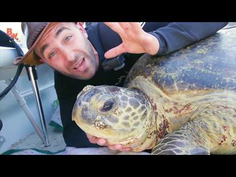 Видео: Поймали МОРСКУЮ ЧЕРЕПАХУ Гигантская зеленая морская черепаха Brave Wilderness на русском