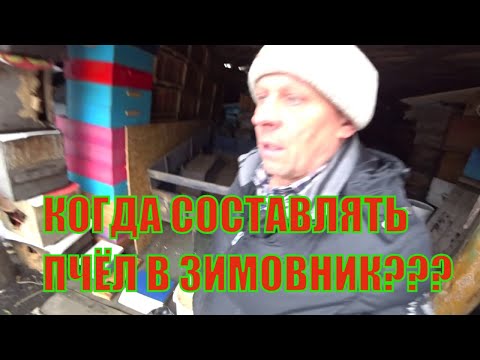Видео: КОГДА СОСТАВЛЯТЬ ПЧЁЛ В ЗИМОВНИК, ЗАБРУС ДЛЯ ВОЩИНЫ, КРОТЫ ВСЁ ИЗРЫЛИ.