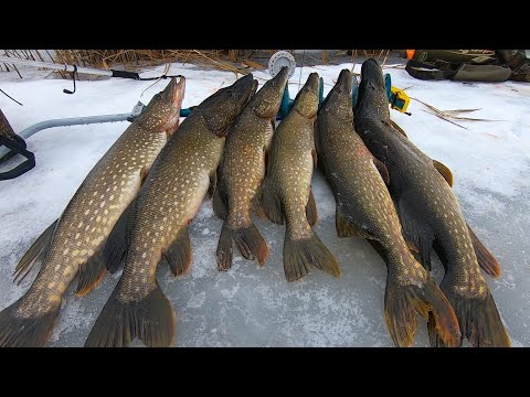 Видео: ТАКИЕ РЫБАЛКИ ЗАПОМИНАЮТСЯ НА ДОЛГО!!! МЫ НЕ ОЖИДАЛИ ТАКОГО! ВСЯ ЩУКУ ОТБОРНАЯ! Рыбалка на жерлицы!