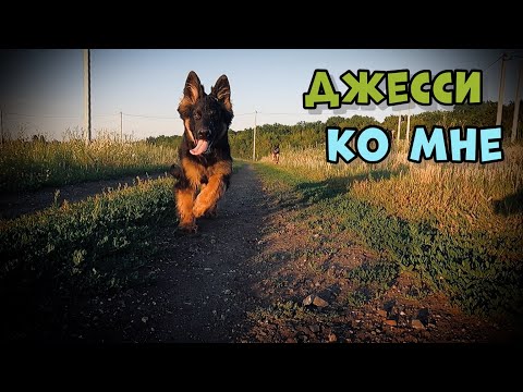 Видео: КОМАНДА КО МНЕ. ОВЧАРКИ КУПАЮТСЯ НА РЕЧКЕ