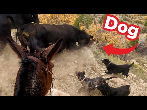 Видео: Собираем БЕЖАВШИЙ скот на горе!