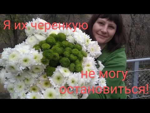 Видео: Черенкование хризантем. Результат вдохновляет и радует.