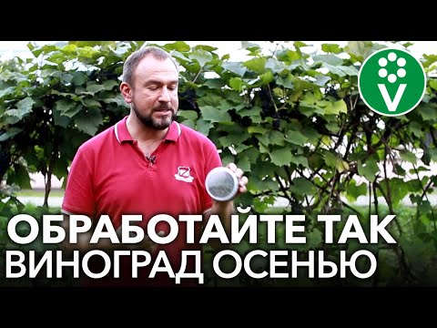 Видео: ОЗДОРОВИТЕ ВИНОГРАД ПОСЛЕ СБОРА УРОЖАЯ! Обработка винограда осенью от болезней