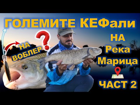 Видео: Трофейни кефали по Марица през юли 2022 - втора част / Big chub on Maritsa river 2022 - part two