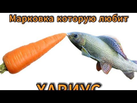 Видео: Марковка на хариуса быстро просто и уловиста #рыбалка #2024 #мушкинахариуса