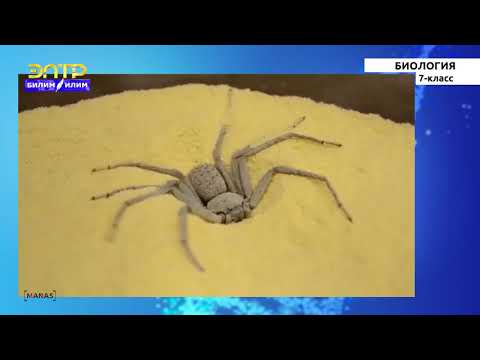 Видео: 7-класс | Биология | Муунак буттуулар тибине жалпы мүнөздөмө жана алардын көп түрдүүлүгү