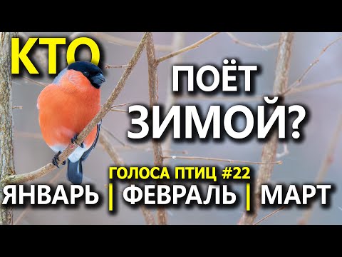 Видео: Какие птицы поют зимой и в марте? #ГолосаПтиц 22