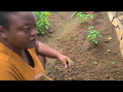 Видео: Взгляните на мой прекрасный сад +сажу перец....