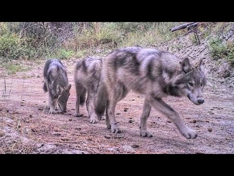 Видео: 5 СЕРЫХ ВОЛКОВ, КОТОРЫЕ УБИЛИ КОЗ