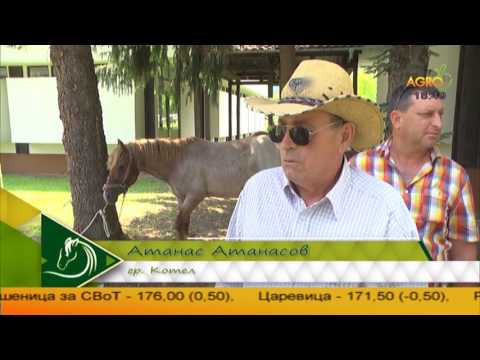 Видео: Изложба на тежковозни коне в Орешак